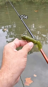 16 reactions · 7 comments | The “Stupid Tube” worked slowly thru cover is deadly. Pick up a pack today @abitfishybaittackle. Link In Bio or FB Shop. | ABitFishy | Facebook