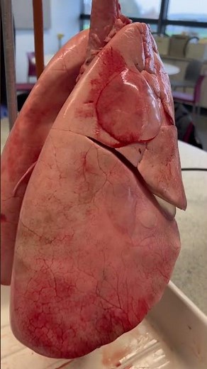 Lung 🫁 dissection - The outer layer (parietal pleura) #teacher #lungs #school #classroom #biology