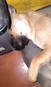 1.7K views · 224 reactions |   BEPPO is searching for a FOSTER /...