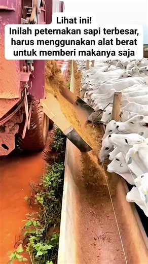 Lihat ini!!! Inilah peternakan sapi terbesar, harus menggunakan alat berat untuk ngasih makanya. Bantu 40K pengikut. #reels #fbpro #hewan #binatang #satwa #sapi #duniahewan #duniabinatang #duniasatwa #fauna #jangkauan | Fokus Hewan | Facebook
