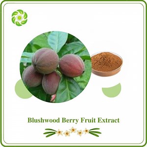 [Hot Item] World Well-Being Factory Price Blushwood Berry Seeds Anti Cancer Blushwood Berry Seeds Extract Powder Blushwood Berry Fruit Extract