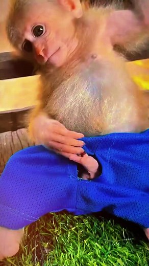 Adorable Baby Monkey Scratching Its Itchy Skin