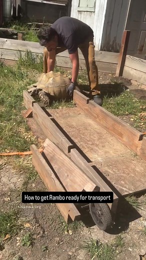 Vet day for Rambo! Stretching is mandatory when your patient weighs as much as a small fridge. It's all part of the job here at Oak Rock Sanctuary! Support our mission at Oakrock.org❤❤❤❤ #tortoise #sulcata #sulcatatortoise #animalsanctuary #animalrescue