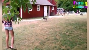 3.6K views · 38 reactions | Funny Animals煉濾 Scaring People.. | Funny videos | Facebook