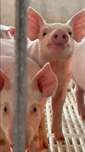 Pig Breeding : Modern Artificial Insemination Process | RANGFARMER