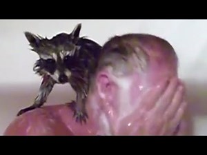 This Showering Raccoon Will Make You Laugh, Cry & Vote