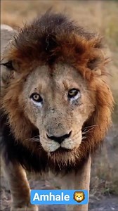 Hermoso león de Sabi Sands 😍