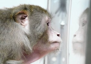Aids drug breakthrough in monkeys