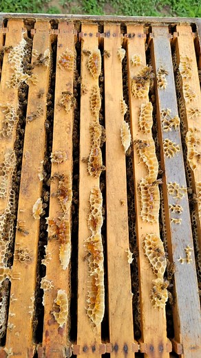 First honey of the season 🍯 🐝 #cohanseymeadows #cohanseymeadowsfarms #farming #honey #honeybee #beekeeping #savethebees #bees #beehive #rawhoney #southjersey #njagriculture #njfarming #njag | Cohansey Meadows Farms