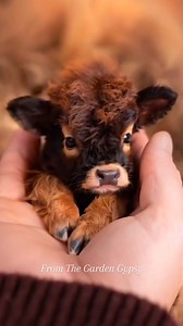 🥰🥰🥰🥰 The Garden Gypsy. | The Garden Gypsy.