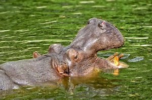 3.8K views · 260 reactions | Choose Gambia as your next travel destination. Welcome to The Smiling Coast of West Africa! | My Gambia | Facebook