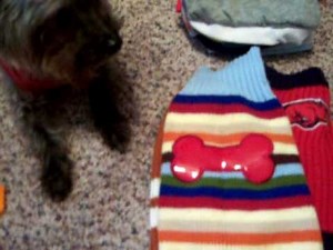 Dog Clothes - my Yorkiepoo Wardrobe & Accessories.MOV