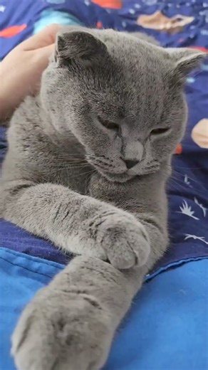 Pornim motoarele, de la prima oră, ca să fie o zi cu spooor ❤️🥰 vă pupă Enolușa! | Eva Scottish fold