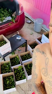 #Quenepas #usa #puertorico | Zona De Pesca PR