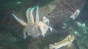 West Coast starfish disease biggest wildlife die-off ever recorded