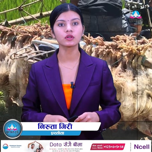 15K views · 118 reactions | किन भेटिदैनन् तस्कर ? कसरी हुन्छ मर्चवारमा तस्करी ? | Butwal Today | Facebook