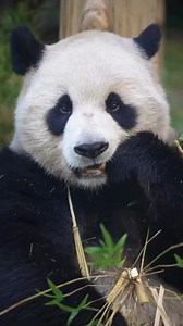 🐼Book your tickets to @sandiegozoo’s latest attraction, Panda Ridge, through our Discount Attractions Page! 🎟️Click below to see these Very Cutesy furry friends for yourself for the best price in town! https://bit.ly/OsideDiscountTickets #pandamonium | Visit Oceanside