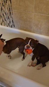 12K views · 727 reactions | We did some pool maintenance this week, during this time we are always extra cautious and shower them off after.❤️ #bostonterrierlove #FunnyDogs | Thor the Brown Boston | Facebook