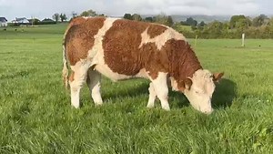Sample below of the 5 Star Quality Heifers on offer at Gort Co Operative Mart Ltd tomorrow evening ⭐️ ⭐️ ⭐️ ⭐️ ⭐️ https://www.irishsimmental.com/catalogue-for-gort-simmental-x-heifer-sale-wed-09th-october-2024/ 📲 www.lslauctions.com/Premium 📢 Auction : SIMMENTAL SOCIETY COMMERCIAL HEIFERS 🗓 Date : Wednesday 9 Oct 2024 ⏰ Time : 18:00 PM 🏢 Mart: Gort Co Operative Mart Ltd | Irish Simmental Cattle Society 🔍https://www.lslauctions.com/OnlineAuction-Gort Co Operative Mart Ltd #lslauction #gortma