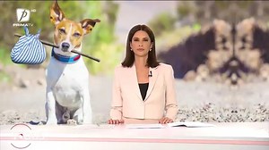 În România este din ce în ce mai greu să îngrijeşti un animal de companie. Tratamentele sunt extrem de scumpe, iar preţul hranei s-a dublat în ultimii ani. În aceste condiţii, mulţi îşi abandonează pisicile sau câinii. Unii, mai norocoşi, sunt adoptaţi în străinătate. La Iaşi, medicii veterinari de la Universitate au decis să ajute şi oferă consultanţă, analize şi hrană gratuit | bit.ly/3Hb31YW | FOCUS Prima TV