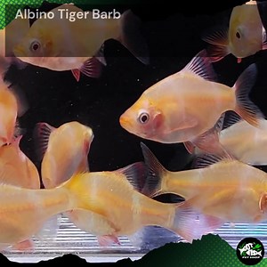 ALBINO TIGER BARB | Got Fish