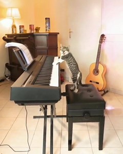 188K views · 2.6K reactions | This kitty is gangsta af | No Chaser | Facebook