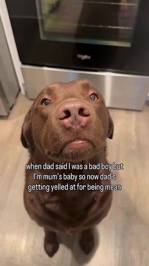 I’m mum’s baby! Cute Labrador moments with Sky and Zay