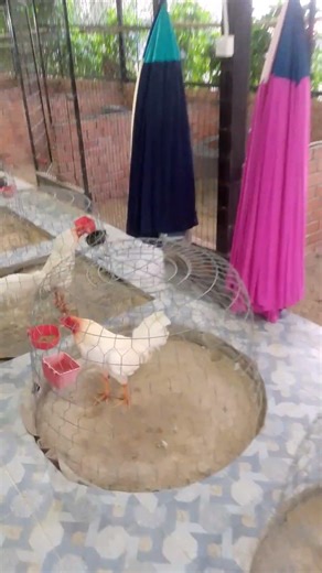 At my farm in Cambodia #roosterfarm #chickenbreeds #rooster #មាន់ពូជ #មាន់ជល់