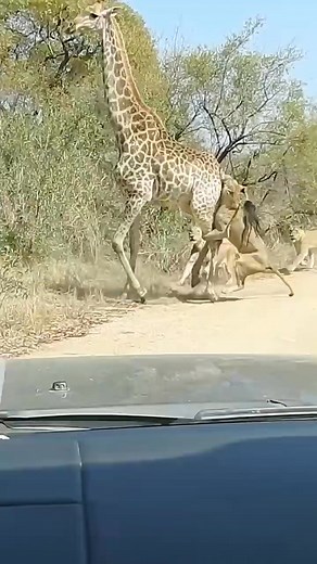 The Lazy Giraffe And The Wicked Lions | HEAT Clinton