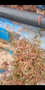 Víagra Marina # | Trebol Forever