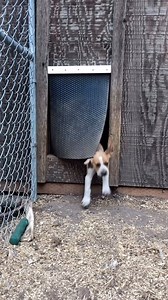 🔻Here are some helpful tips for what to do if you gut shoot a deer🔻 1. **Stay Calm and Patient:** Don’t rush the search. Gut-shot deer typically run a short distance and then lie down due to the injury. 2. **Wait:** It’s essential to wait at least 6-12 hours before tracking a gut-shot deer. This waiting period allows the deer to bed down and expire, reducing the risk of spooking it further and possibly never finding it. 3. **Observe the Deer’s Behavior:** as hard as it may be to contain your e