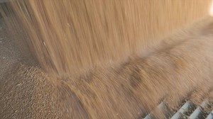 Falling Grain Unloading Grain Grain Truck: vídeo stock (100% livre de direitos) 1093556789 | Shutterstock