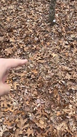 Setting a trap for a thief! #trapping #trappingseason #hunting #predators #predatorcontrol | Fishin’ with Tate