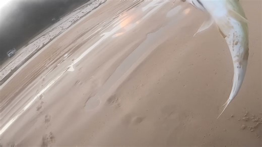 9K views · 47 reactions | Beach season tips: Tailor and Mulloway Gutters This video from one of our recent Fraser trips shows a deep hole, or isolated gutter with a rip or entry out the back for big fish to enter and exit and a steep shore break. Have a watch. Cheers, Skip | Ontour Fishing Australia | Facebook