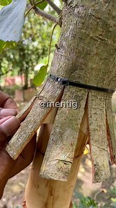 how to program roots from grafting🌳🌳 #bonsaiwaru #bonsai #bonsaitree #bonsaiindonesia #bonsailovers #bonsaiart #bonsaibali #themax30cm #bonsainusantara #vodfyp #vod #vodviral #vodfbpro #vodreels #vodjangkauanluas #fypjangkauanluas #fypreelsシ゚viralシ #fypシ゚ #fypfbpro #fbprofesional #fbprojangkauanluas #fbreelsfypシ゚viralvideo #fbpropemula #fb #fbreelsfypシ゚viralfbreelsfypシ゚viral2025 | Mentig