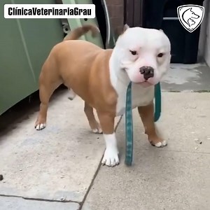 Bulldog americano independiente se lleva a pasear 😂👏💙🐶🐱💚 | Traviezoos Clinica Veterinaria