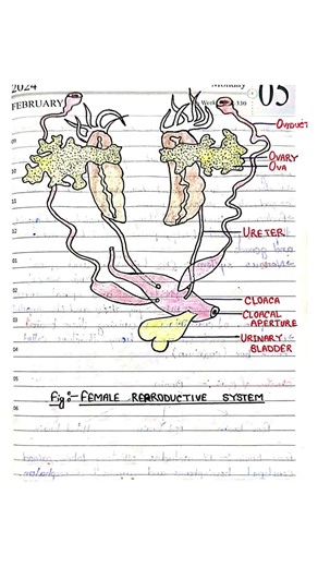 Female Reproductive System of Frog