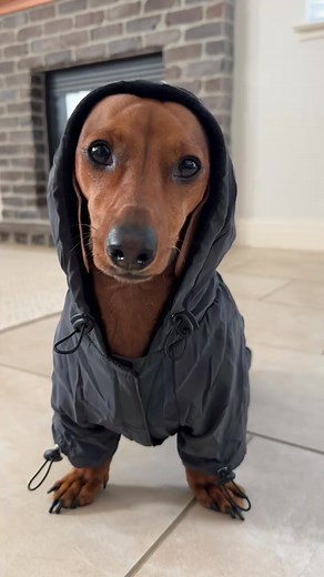 Light reflective jacket @Lunar Pooch Link in bio! (Apply code ZOEY15) #lightreflectivejacket #lunarpo | Yunai