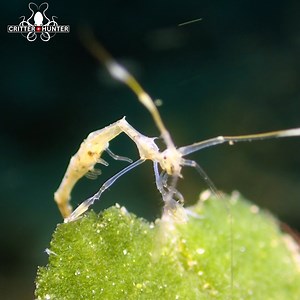 Skeleton shrimp, also known as caprellids, are small marine crustaceans known for their slender and delicate appearance. While they are not typically aggressive towards each other, they may engage in subtle interactions, often related to competition for territory or mates. . . . . . #ocean #shrimp #dauin #philippines #underwatermacrophotography #macrodiving #underwatermacro #tinycritters #underwaterphotography #scuba #uwphotography #underwaterworld #scubadiving #travel #yourshotphotographer #uwp
