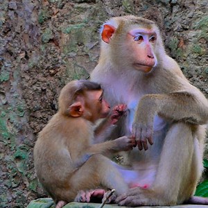 Poor Orphan Baby Nori Grooming For Luna And Ask For Milk | Baby Lion