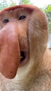 1.5M views · 7.9K reactions | Nosey #nosey #weird #funny | Adam T Hart and Eric | Facebook