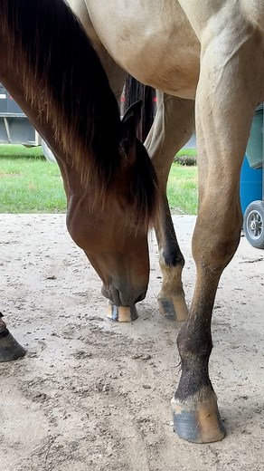 Geldings are strange creatures 😂. Mako and Dre might be too bff. lol #horsesofinstagram #horse #ranch #barrelhorse | Hot Mess Ranch