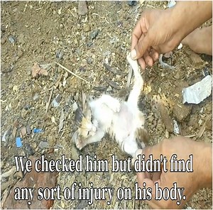 Try to Rescue a kitten found under stack of wood ｜ kitten rescue by Teddy Kitten ｜ | Miss My Pet