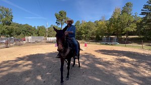 126 reactions · 41 shares | LAYLA , finished RANCH , HUNTING and TRAIL MOLLY MULE . 7 years old over 15 hands tall , out of a cutting horse mare . Started , trained and ridden for 3 years by world class mule trainer Loren at PAIRADICE MULES … has worked 10s of thousands of cattle and hog hunted for years .. TOP HAND MULE RIGHT HERE .. | Max Bishop | Facebook