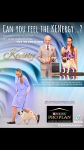 from our Current Issue #adf #adfwins #akc #chihuahua #chihuahuastiktok #Ecs #englishcockerspaniel #spaniel #pug #nohs #bizzywinning #longcoatchihuahua #smoothcoatchihuahua #sportingdogs #Schipperke #basenji | American Dog Fancier | Facebook