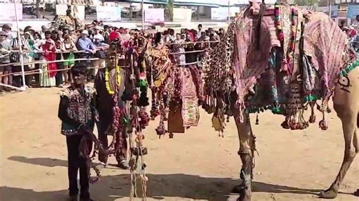 2.4K views · 48 reactions | #Ajmer: A camel decoration competition held at Pushkar Fair in #Rajasthan, where camel breeders decorated their camels like brides. The event attracted thousands of spectators, including foreign tourists. | All India Radio News | Facebook