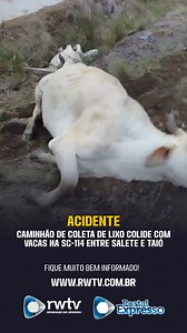 68K views · 400 reactions | Por volta das 4h da manhã desta sexta-feira (31), um caminhão utilizado na coleta de lixo do município de Salete colidiu com vacas que estavam sobre a pista na SC-114, rodovia que liga Taió a Salete. Com o impacto, pelo menos seis bovinos morreram no local. Até o momento, não foram divulgadas informações sobre o estado de saúde do motorista ou se havia outros ocupantes no caminhão. | Rede Web TV - RWTV | Facebook