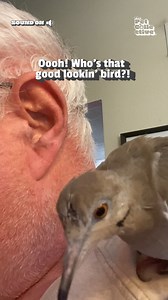 A little space, please? 👂🐦 #Birds #Funny #BirdMemes #FunnyBirds #Dove | Try Not to Laugh