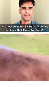"Male Cow Ko Bta Lagta Hai Ki Yaha Toh Female Cows Bhi hai😭:- Men Will Be Men😕😏!" #funny #funnyvideo #memes #commedy #vines #funnyvines #funnycommedy #mimicry #reaction #viralreel #trendingreel #viralreelchallenge #trendingnow #funnycow #SassyCowChronicles #MooMoves #CowComedyClub #UdderlyFunny #MooDrama #BarnBanter #MilkshakeMood #FunnyFarmLife #CowVibesOnly #HerdHustle #trending | Malik Choudhary