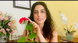 Geranium Tea (Pelargonium) Benefits: A Natural Remedy for Wellness | Dr. Eilbra Younan #shamirammedia #empoweringassyrians #health #nutrition | Shamiram Media ܝܘܕܥܐ ܕܫܡܝܪܡ